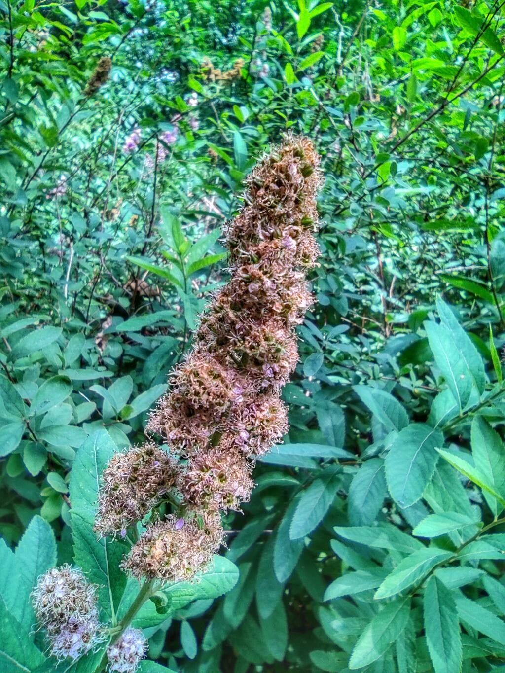 Spiraea salicifolia fruit