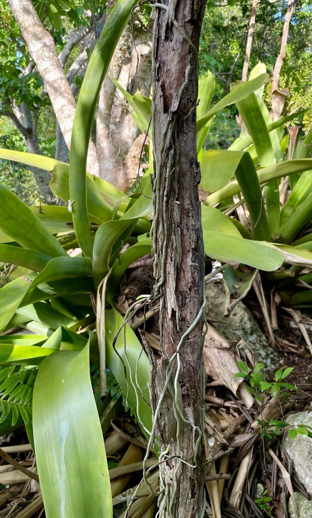 Dendrophylax fawcettii leaf