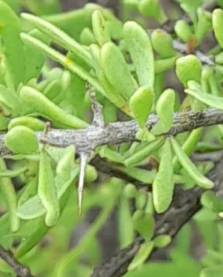 Lycium tenuispinosum other