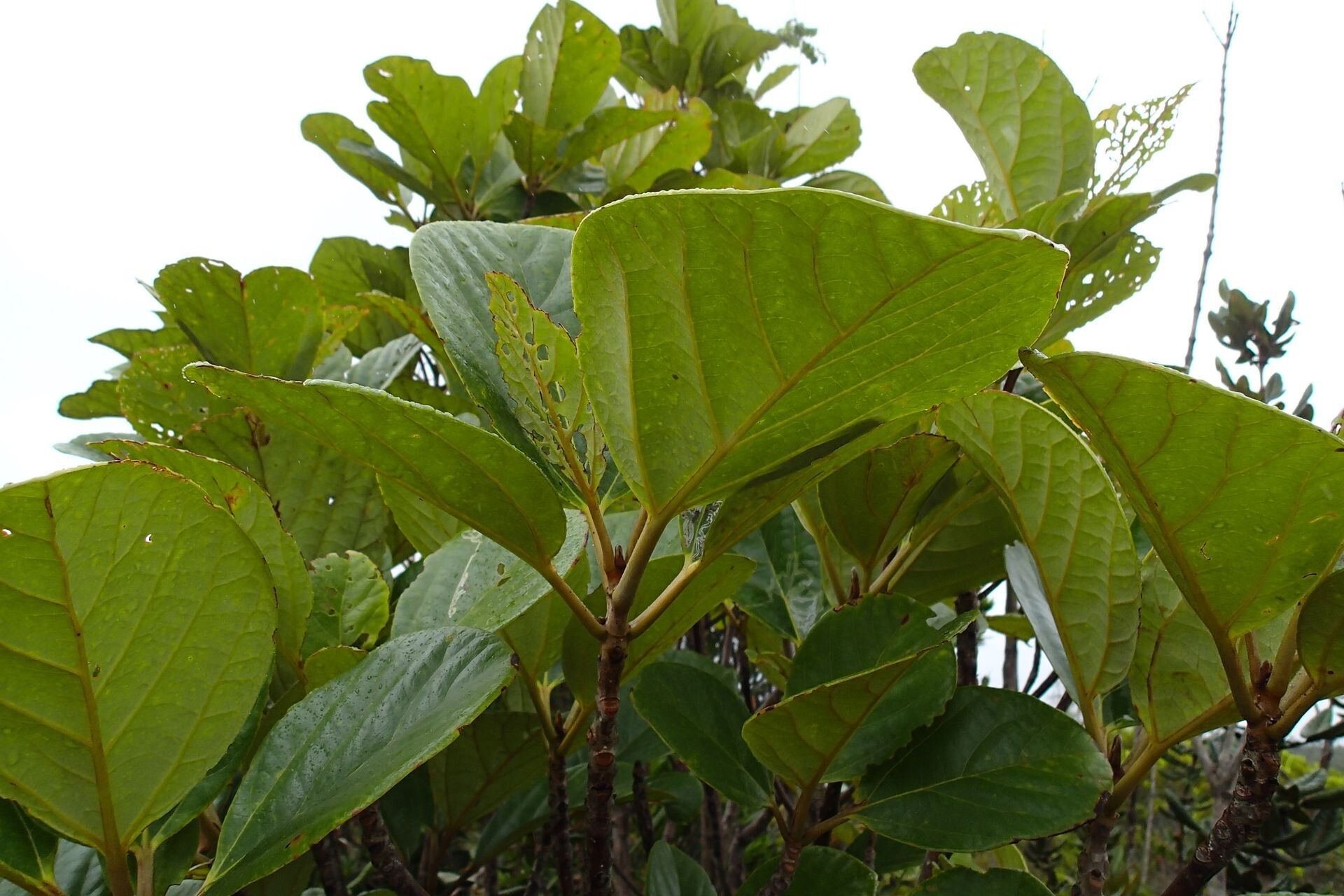 Gmelina neocaledonica leaf