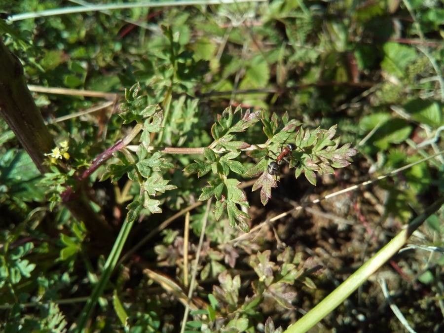 Peucedanum alsaticum leaf