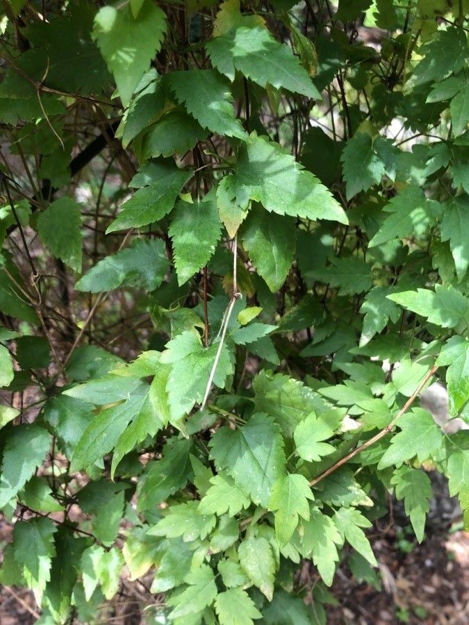 Clematis cirrhosa leaf