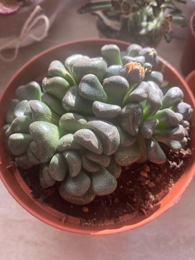 Aloinopsis schooneesii — search result for 'Aizoaceae'