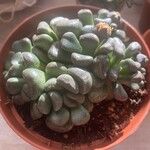 Aloinopsis schooneesii