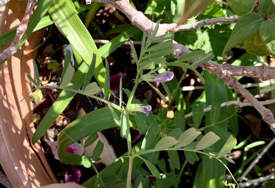 Vicia cuspidata flower