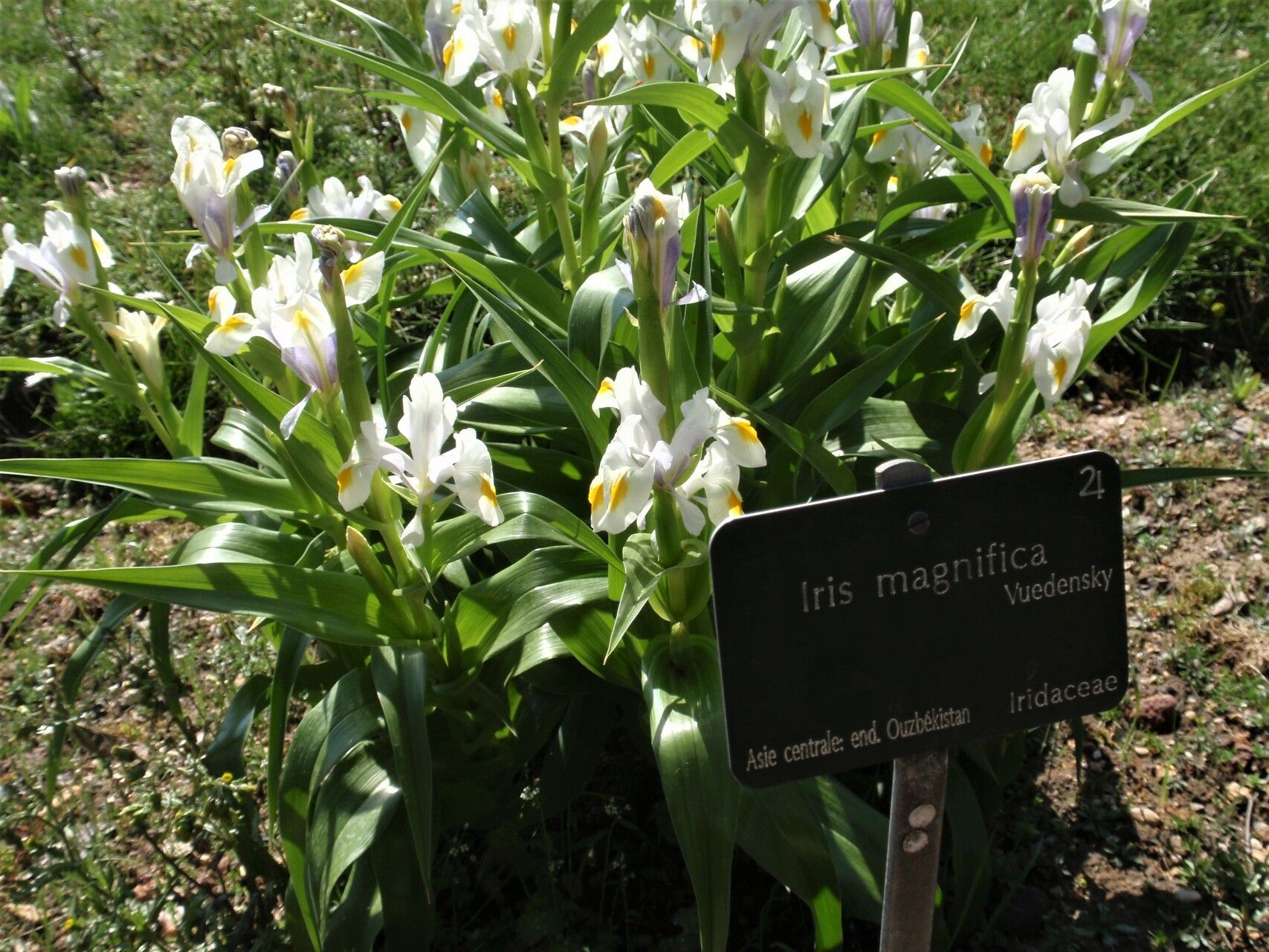 Iris magnifica habit