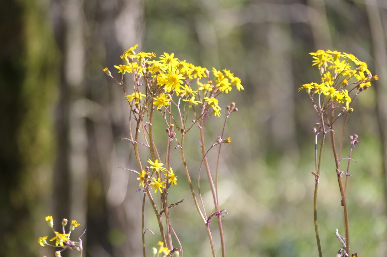 Packera aurea flower