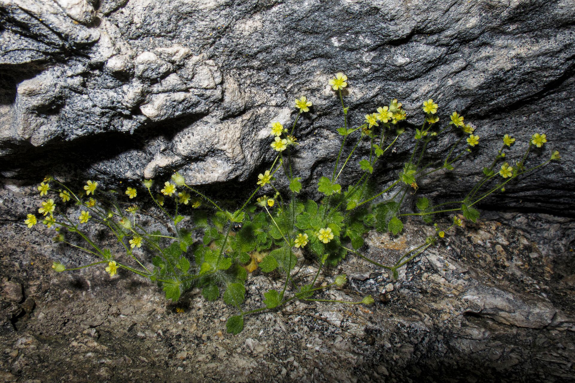 Saxifraga arachnoidea flower