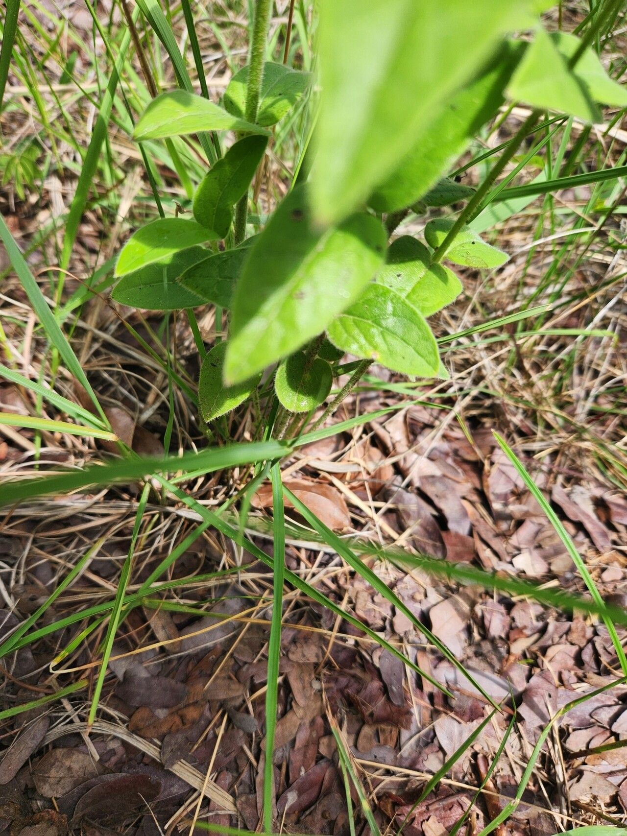 Ceropegia filipendula — search result for 'Filipendula'