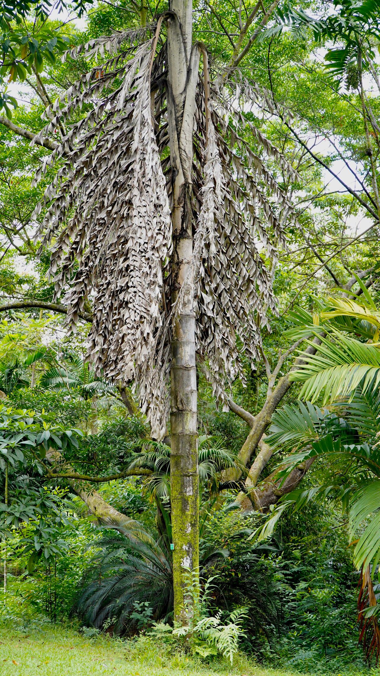 Caryota rumphiana bark