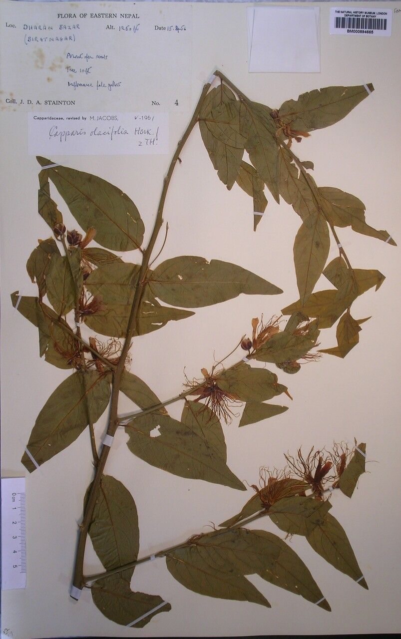 Capparis olacifolia other