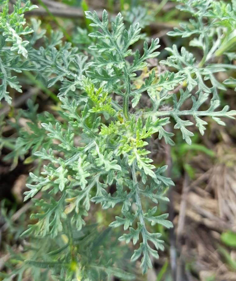 Ambrosia tenuifolia leaf