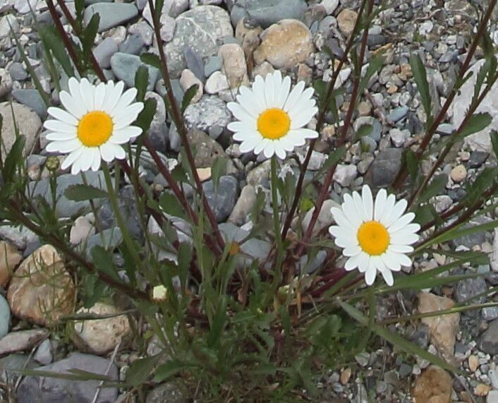 Leucanthemum delarbrei flower
