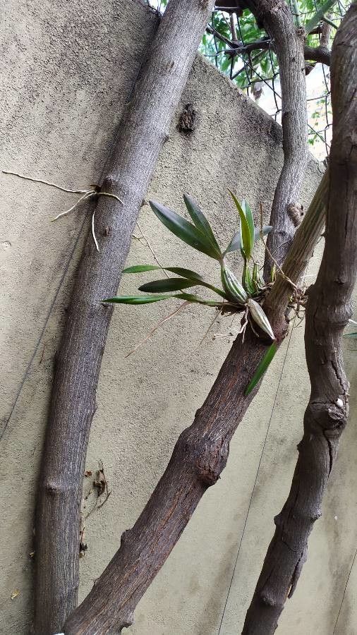 Coelogyne viscosa leaf