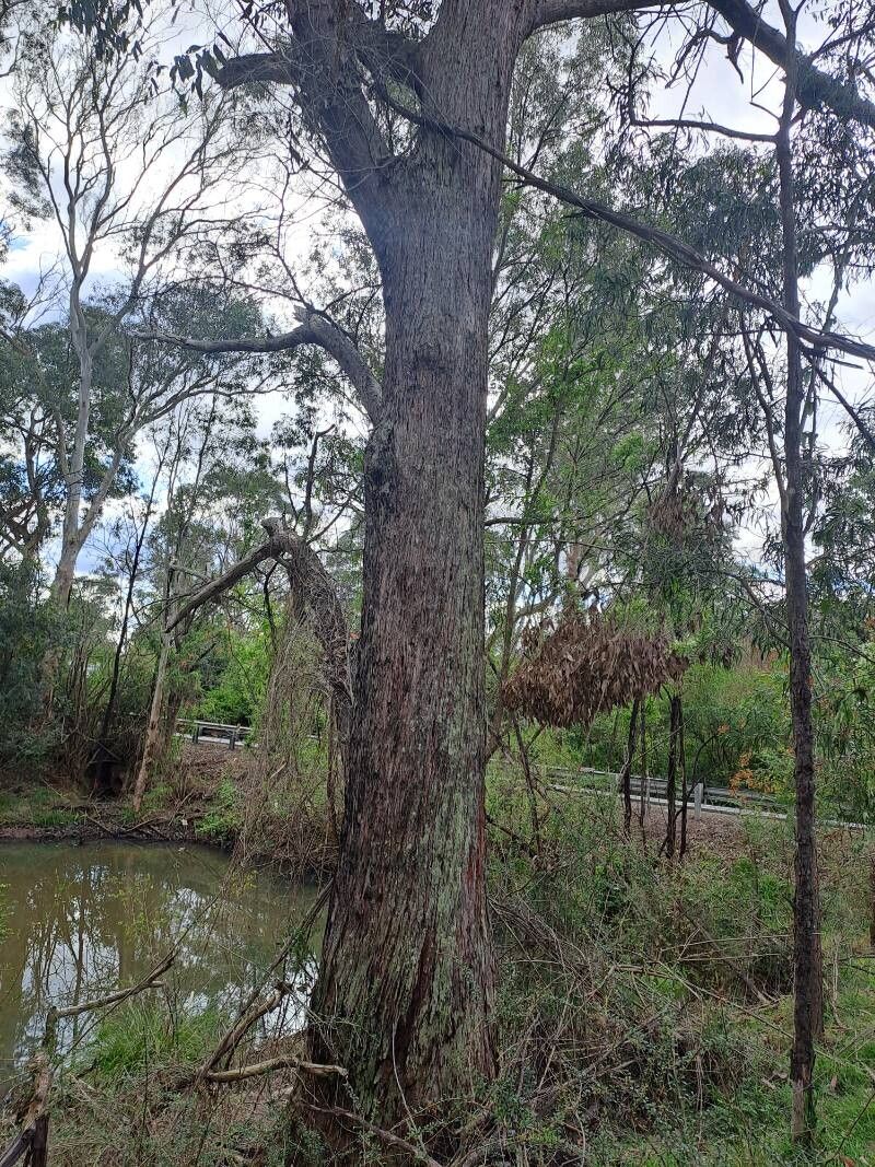 Eucalyptus eugenioides bark