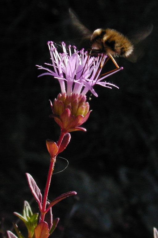 Monardella purpurea flower