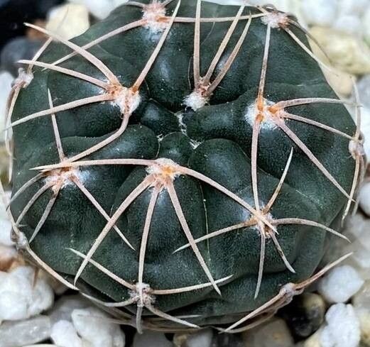 Gymnocalycium berchtii — search result for 'Gymnocalycium'