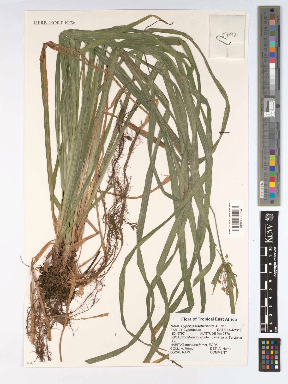 Cyperus fischerianus — houseplant care guide