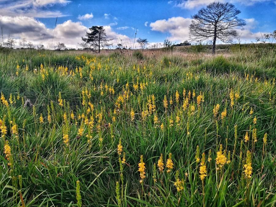 Narthecium ossifragum flower