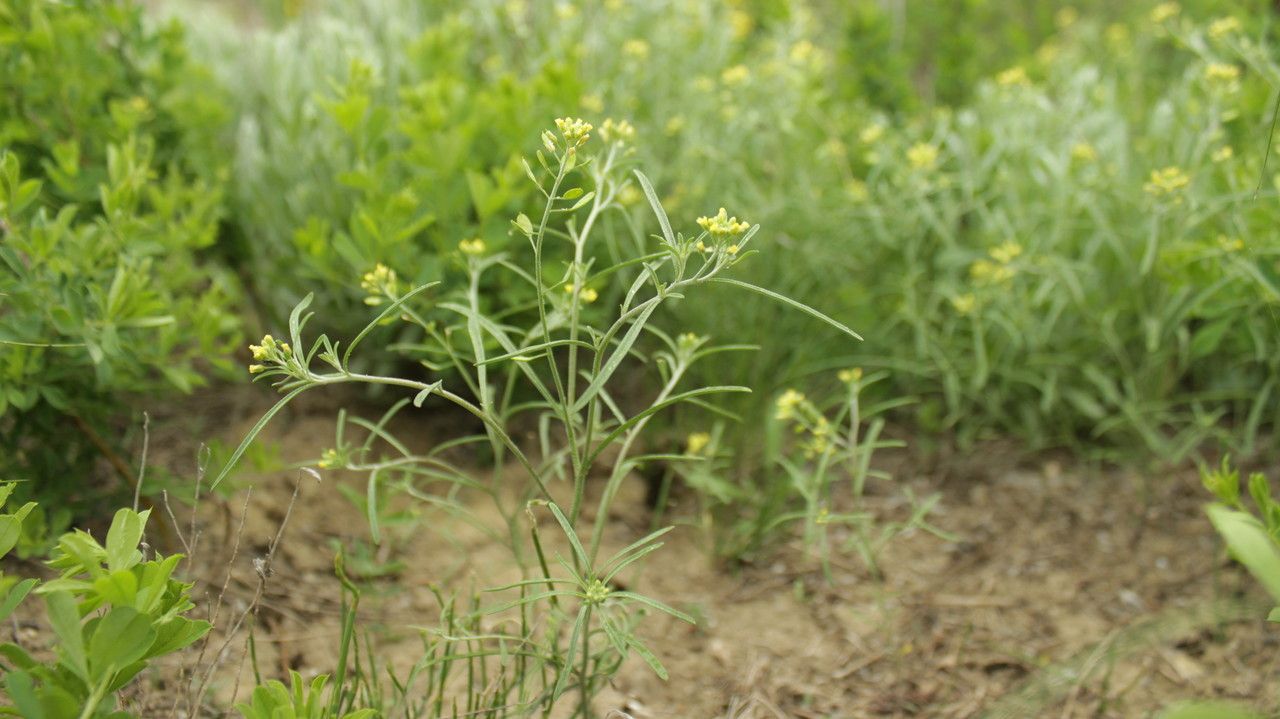 Alyssum linifolium flower