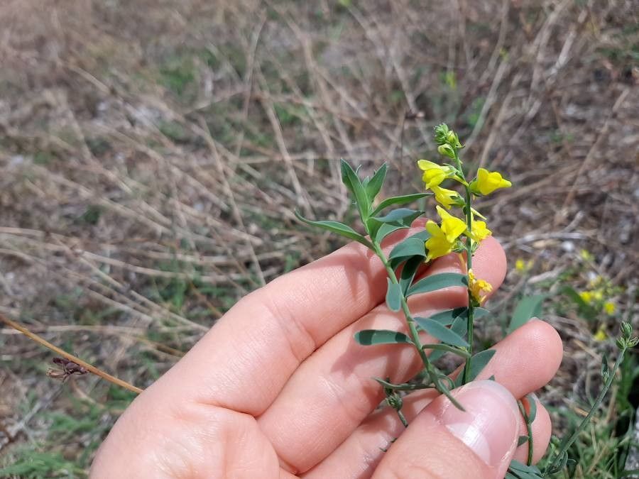 Linaria genistifolia flower