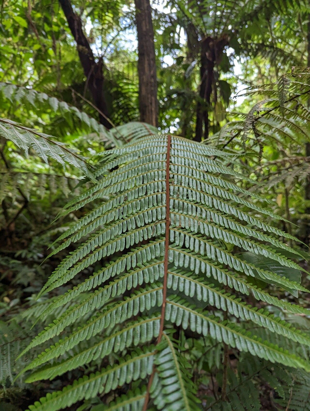 Alsophila welwitschii — houseplant care guide