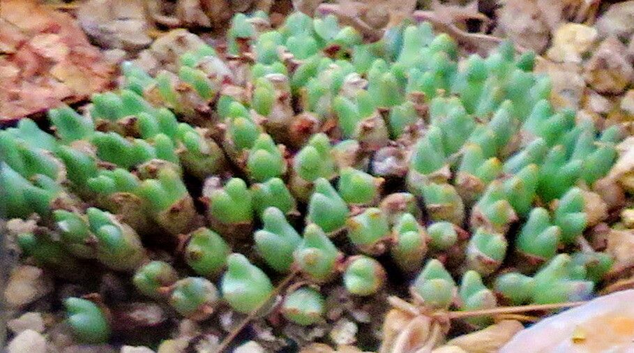 Conophytum blandum leaf
