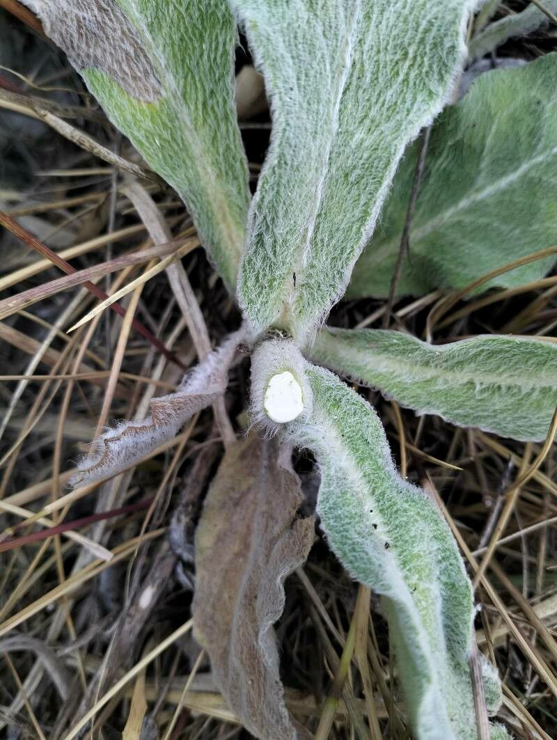 Hieracium waldsteinii bark