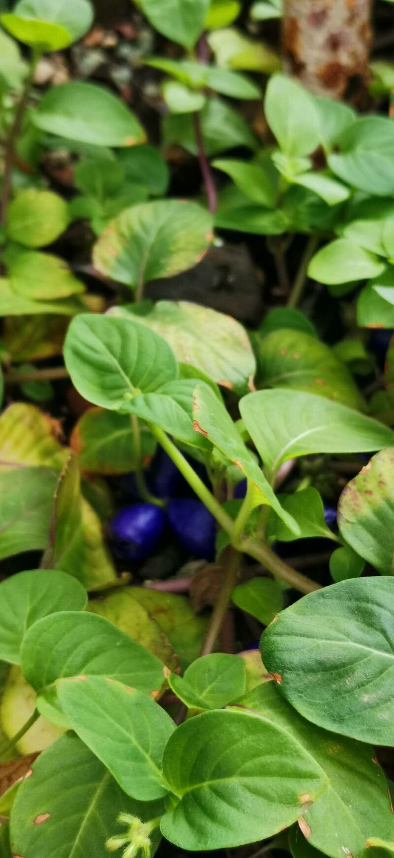 Coccocypselum guianense habit