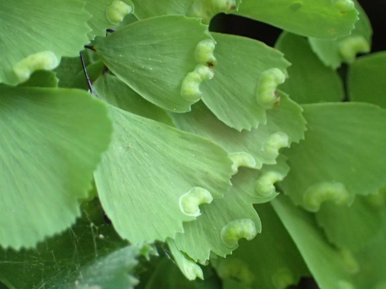 Adiantum venustum fruit