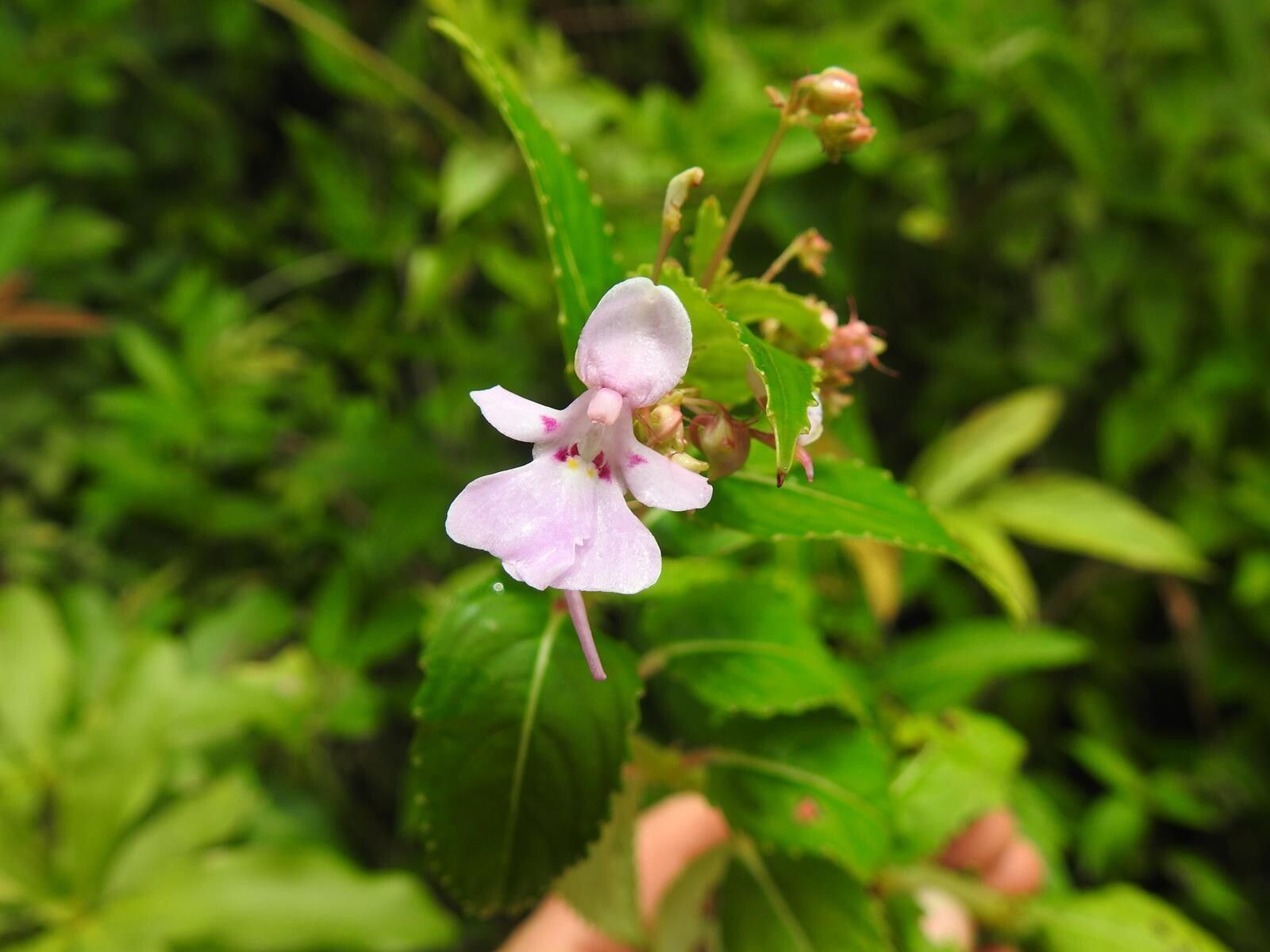 Impatiens briartii flower