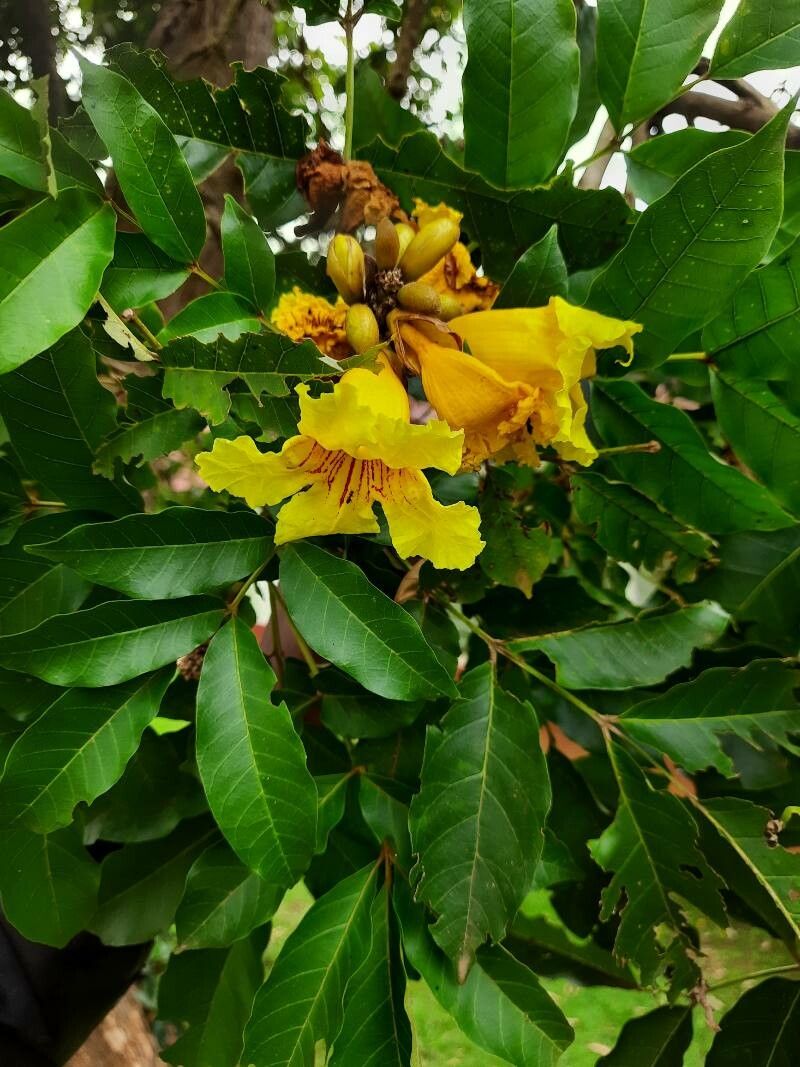 Markhamia lutea flower