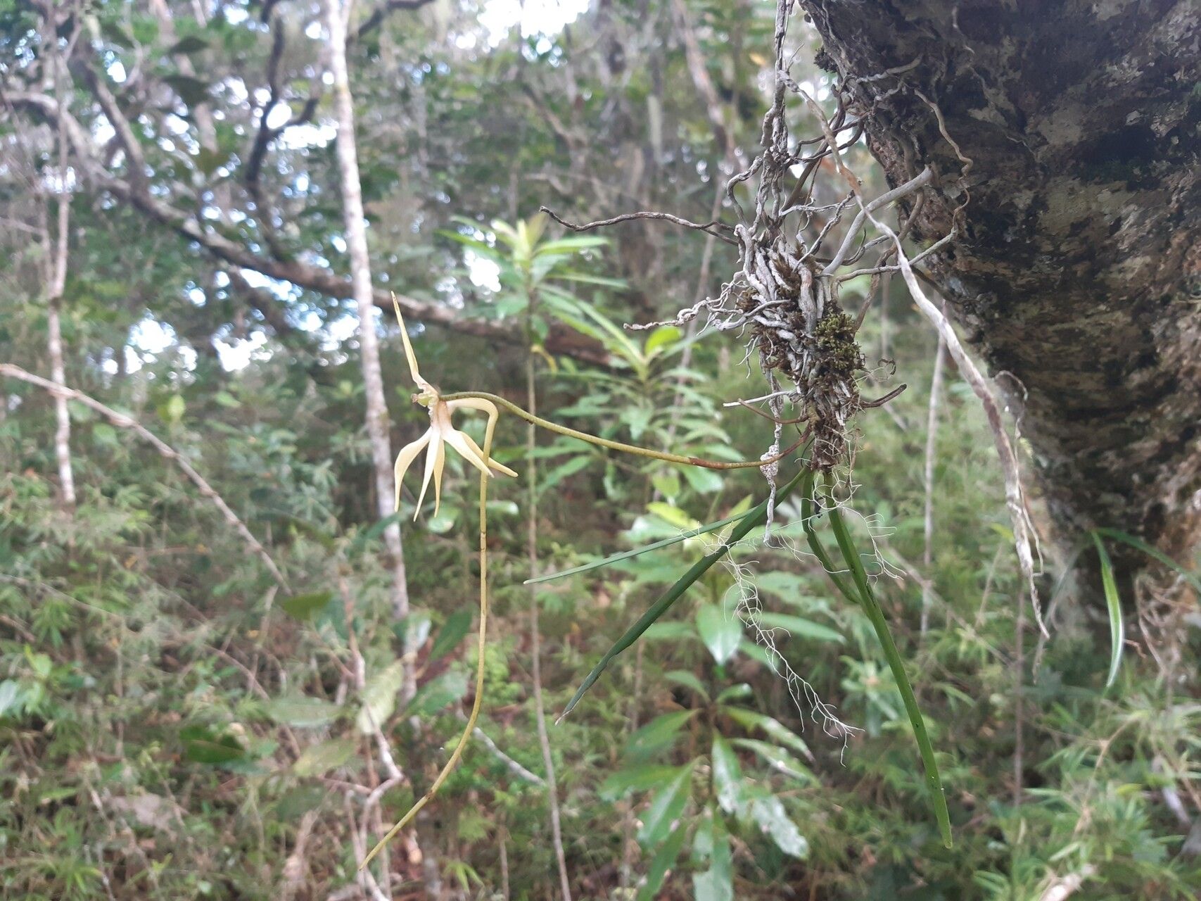 Jumellea teretifolia flower