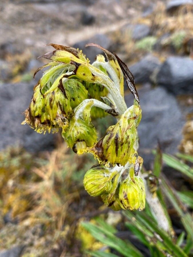 Senecio comosus flower