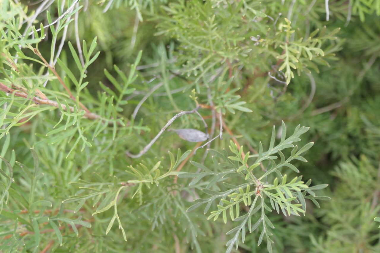 Lomatia tinctoria fruit
