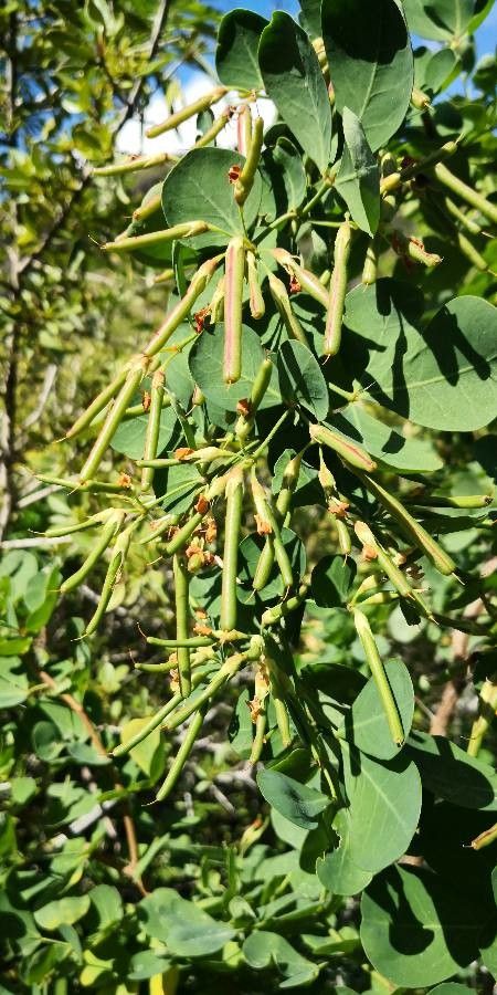 Dorycnium eriophthalmum fruit