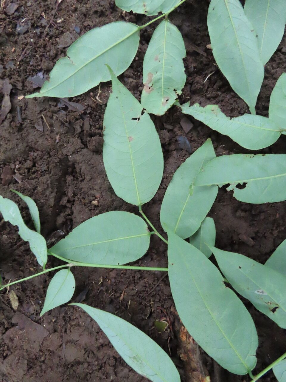 Phyllanthus skutchii leaf