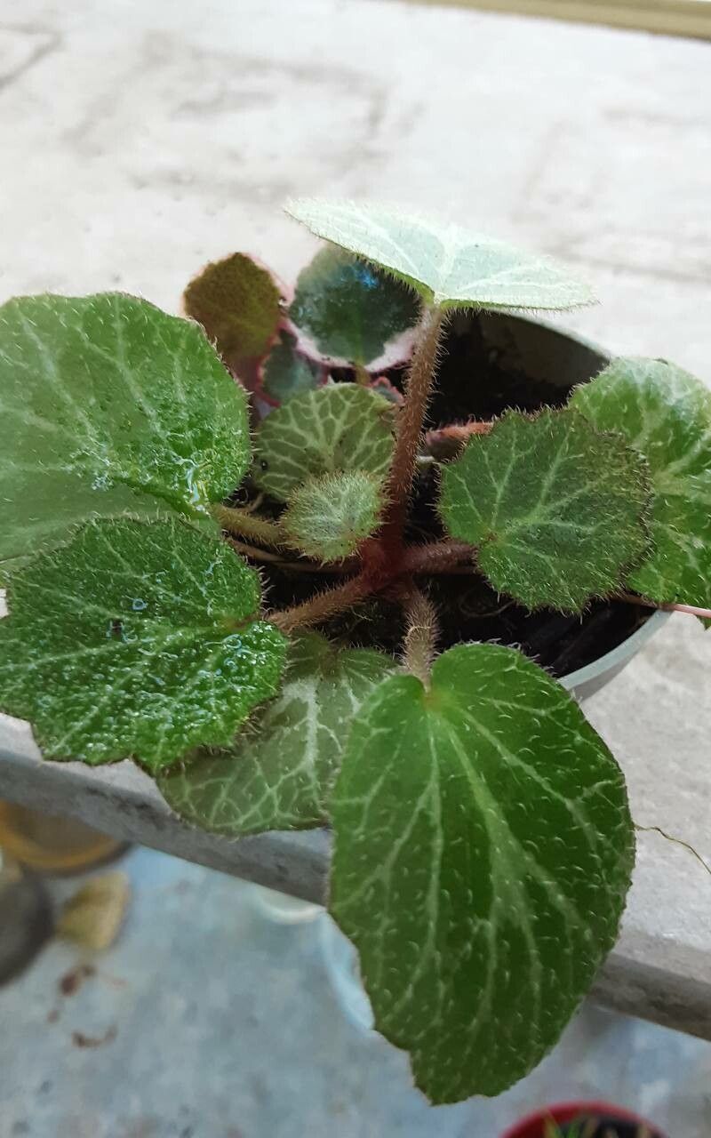 Saxifraga hirsuta bark