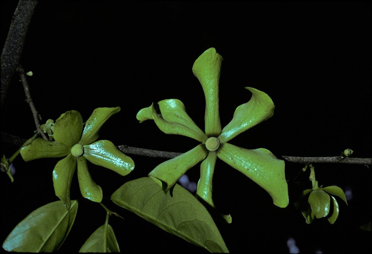 Huberantha rumphii fruit