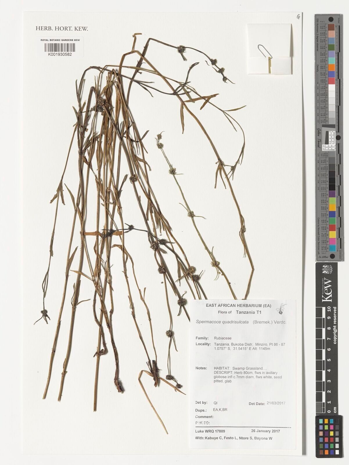 Spermacoce quadrisulcata — search result for 'Spermacoce'