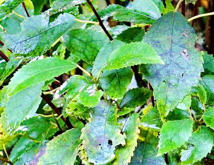 Hoheria populnea — related species from the same genus