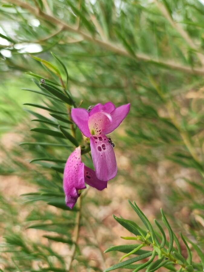 Eremophila alternifolia flower