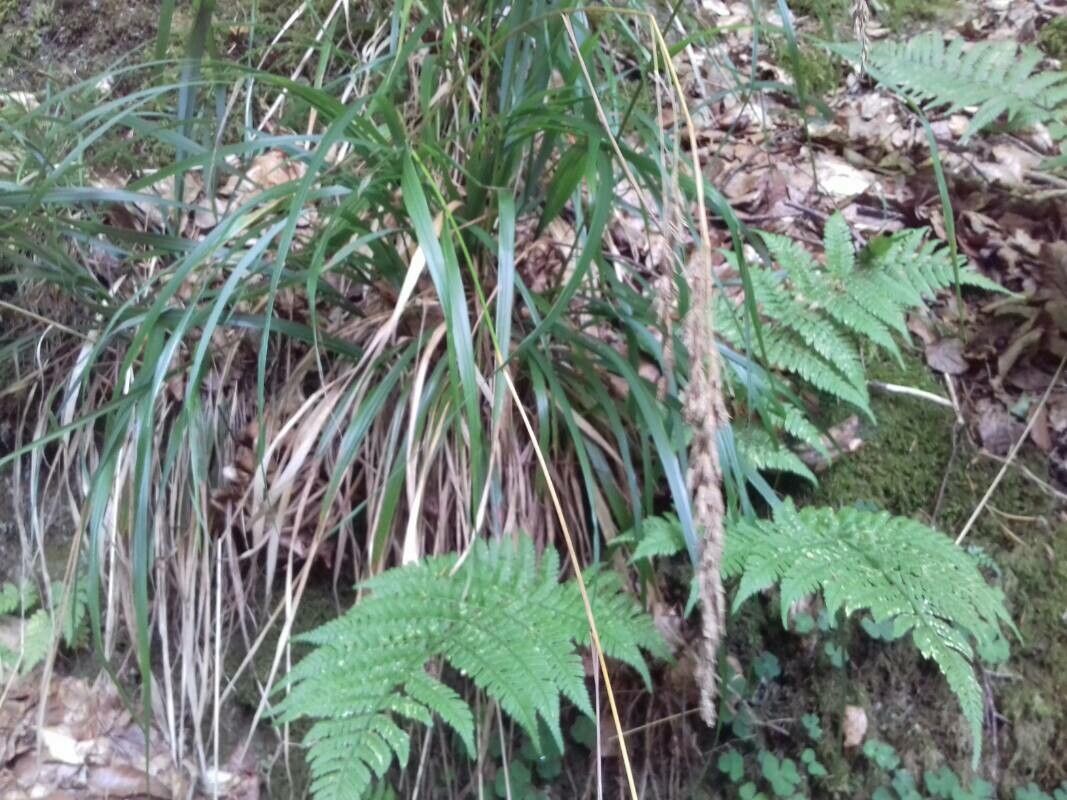 Drymochloa sylvatica fruit