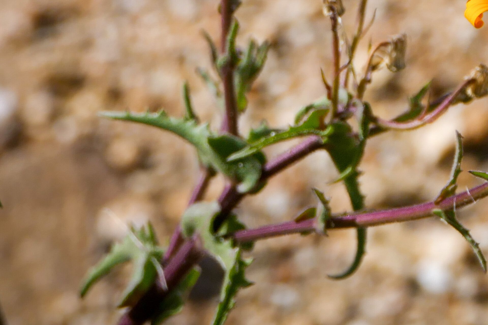 Osteospermum oppositifolium — search result for 'Osteospermum'