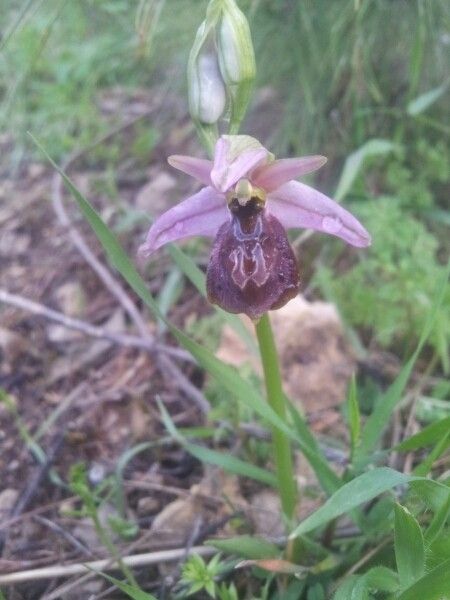 Ophrys lycia — houseplant care guide