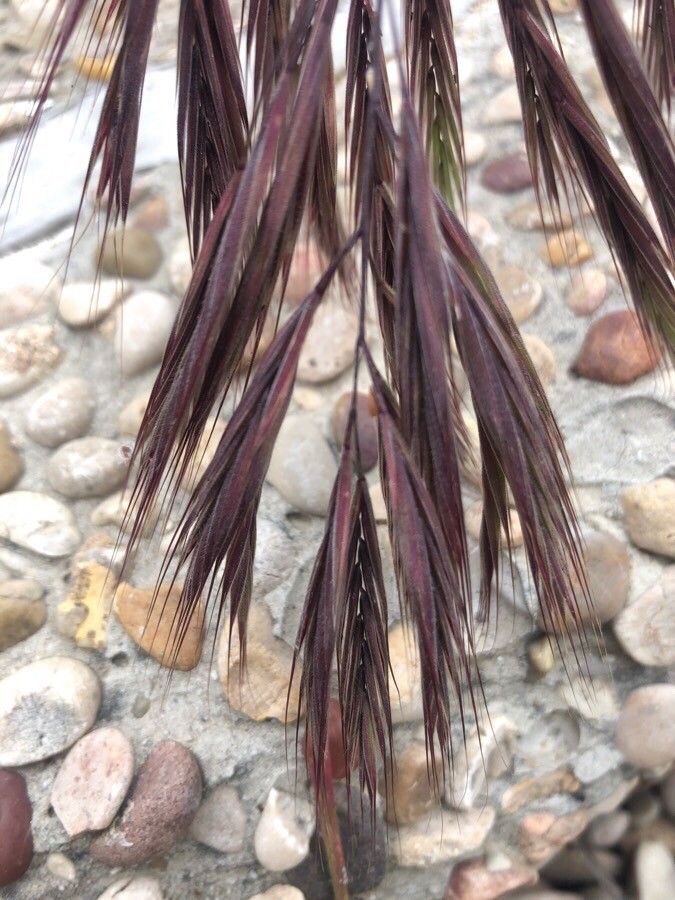 Bromus diandrus fruit