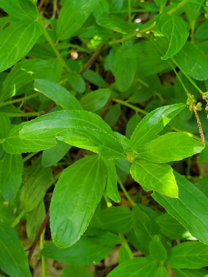 Ceanothus herbaceus leaf