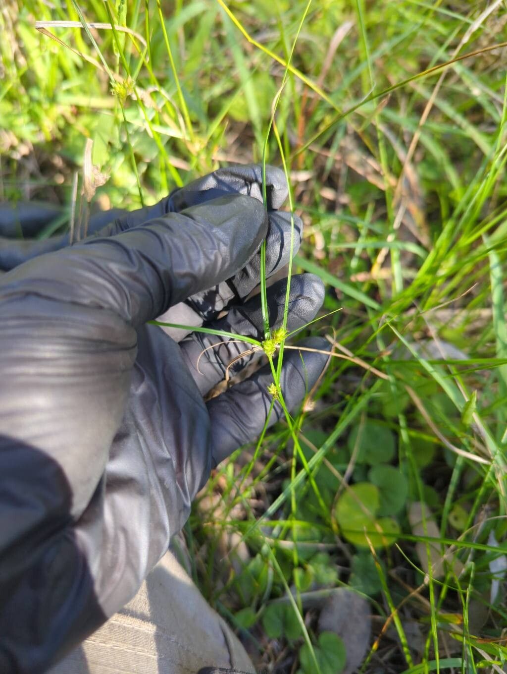 Cyperus gracilis leaf