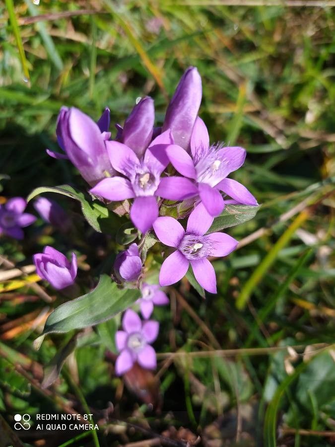 Gentianella germanica habit