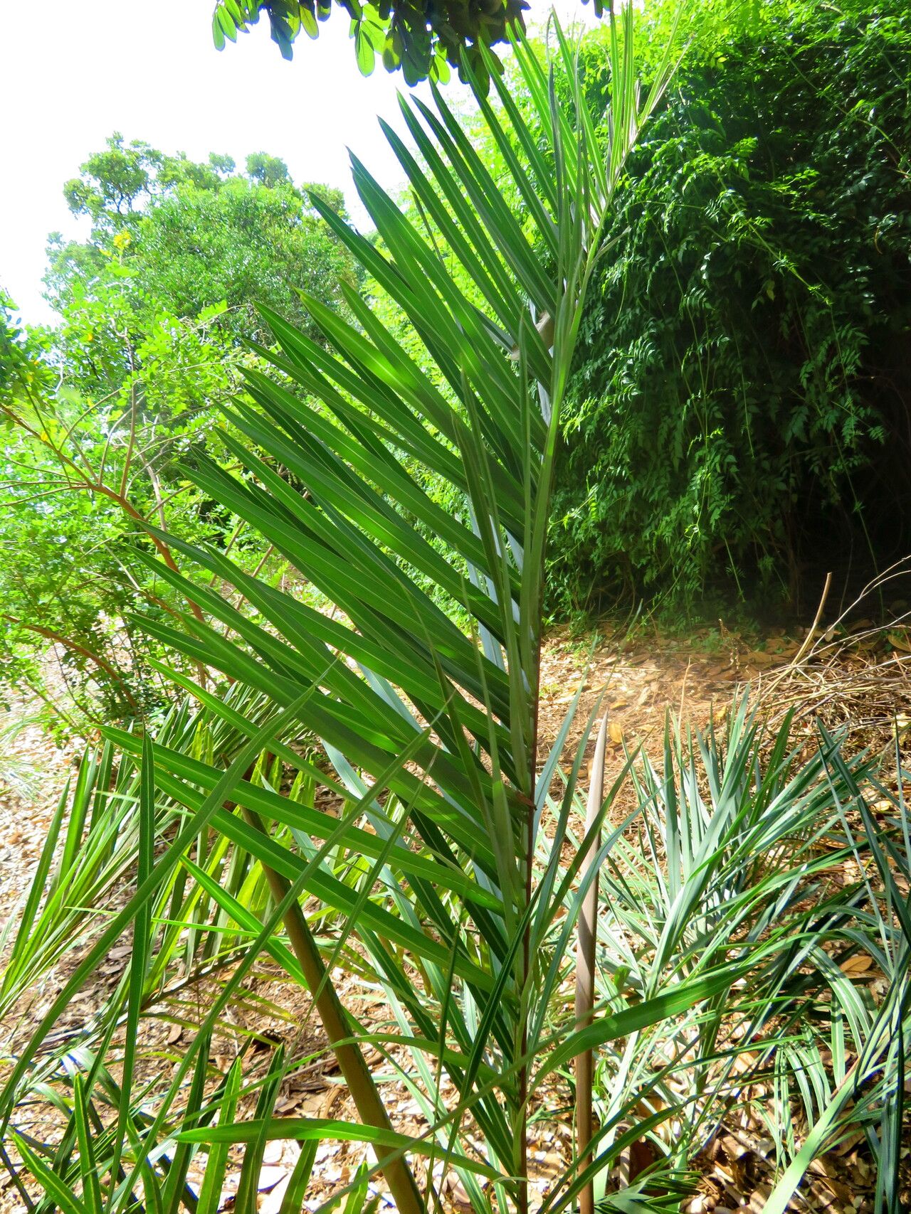Syagrus duartei leaf